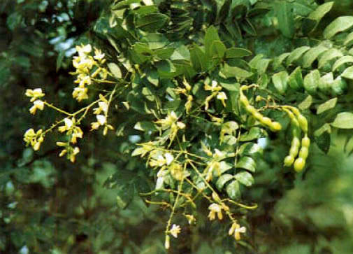 Huaihuami